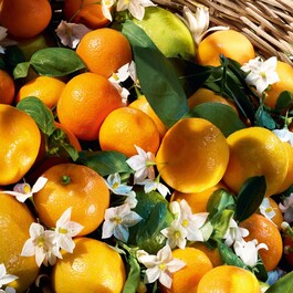 Aqua Allegoria Mandarine Basilic Harvest - Eau de Toilette