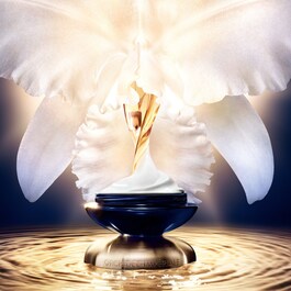 Orchidée Impériale - La Crème Riche 