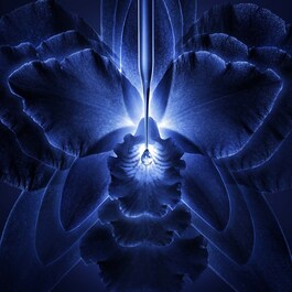 Orchidée Impériale - La Crème Riche 