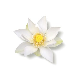 The Ritual of Karma - Fragrance Sticks