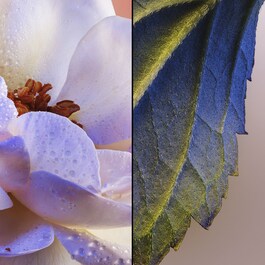Idylle - Eau de Parfum