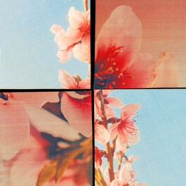 Sakura Cherry Blossom Cologne - Eau de cologne