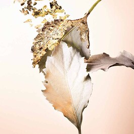 Splendida Patchouli - Eau de parfum