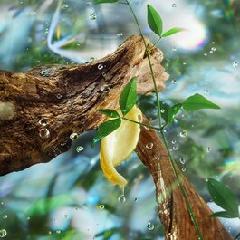 Magic Energy - Eau de Parfum