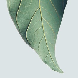 Botanical Repair™ Masque Rich - Trattamento intensivo