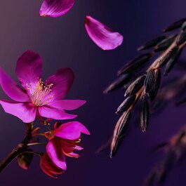 The Ritual of Yozakura - Scrub allo Zucchero Rosa