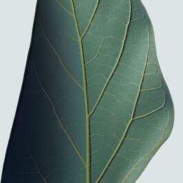 Botanical Repair™ Masque Light - Trattamento intensivo