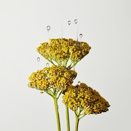 FIRM BELIEVER - PLANTSCRIPTION ESSENTIALS TO LIFT & FIRM