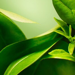 A Perfect World Antioxidant Cleanser with White Tea - Detergente Viso
