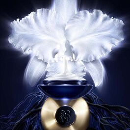 Orchidée Impériale La Crème - Crema Viso