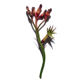 Extra-Firming Phyto-Sérum - Siero anti-età