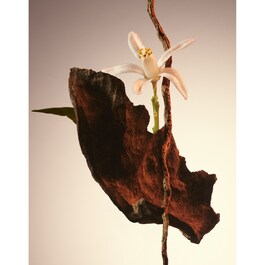 The Scent Le Parfum For Her - Parfum