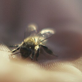 Abeille Royale Huile Démaquillante Anti-Pollution -  Olio Struccante Viso