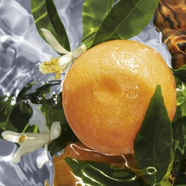 Aqua Allegoria Pamplelune - Eau de Toilette