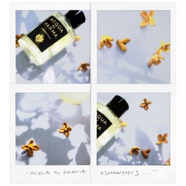 Osmanthus