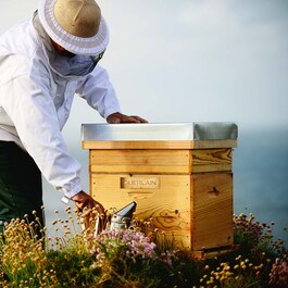 Abeille Royale - Crema di giorno opacizzante 