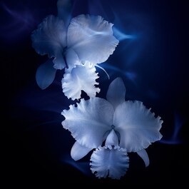 Orchidée Impériale - La Crema Ricca