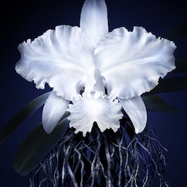 Orchidée Impériale La Crème Légère - Crema Viso