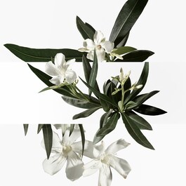Un Jardin en Méditerranée - Eau de toilette