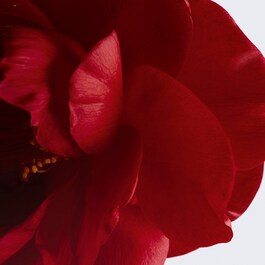 N°1 DE CHANEL - Balsamo Labbra E Guance
