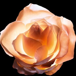 Dior Prestige La Crème Texture Essentielle - Crema antietà riparatrice intensa