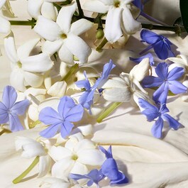 DOLCE BLUE JASMINE EDP 50 ML