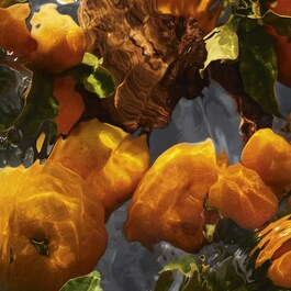 Aqua Allegoria Forte Mandarine Basilic - Cofanetto Eau de Parfum