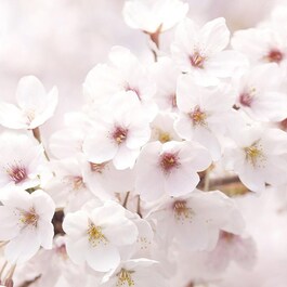 Emulsione illuminante ai fiori di ciliegio di Jeju
