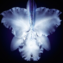  Orchidée Impériale Le Concentré Micro-Lift - Siero Rassodante Rigenerante