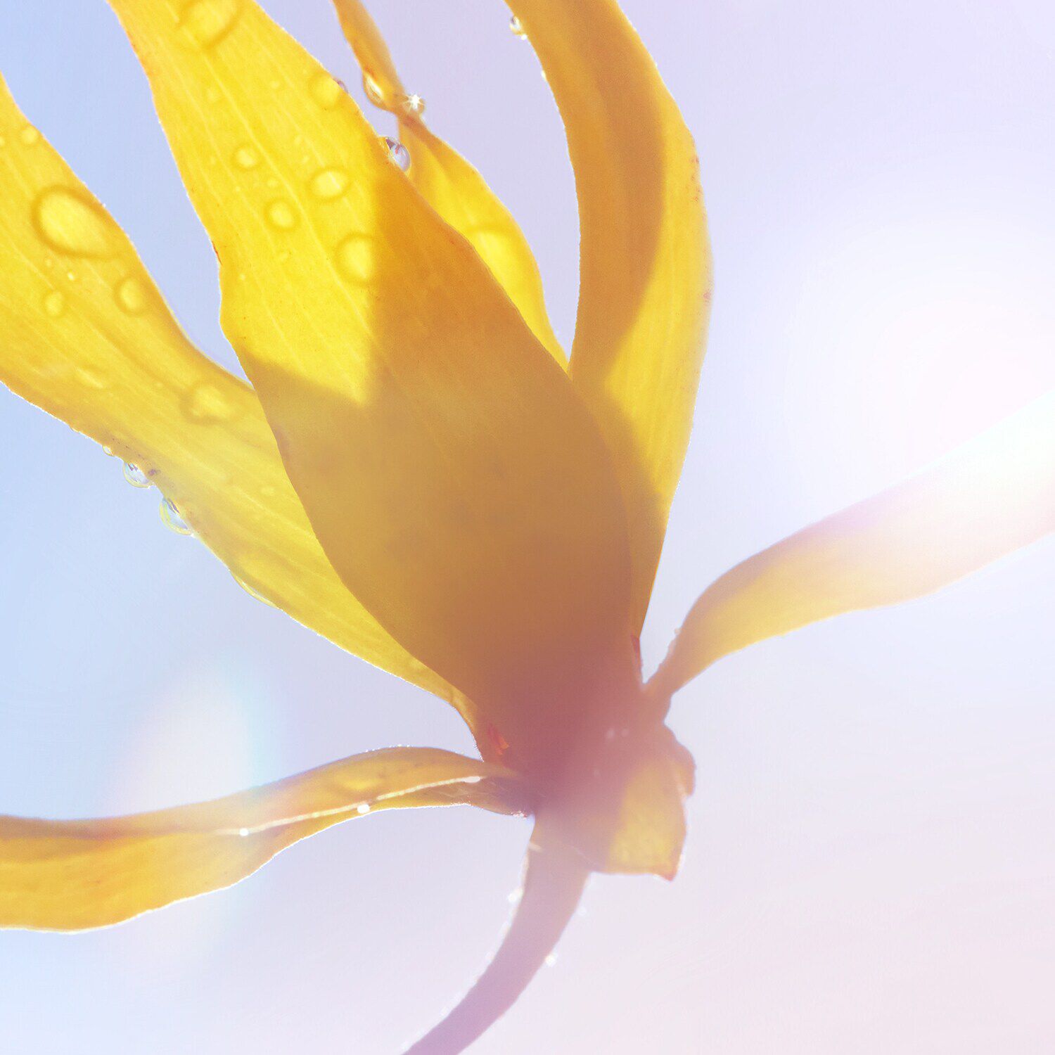La vie est belle Soleil Cristal - Eau de Parfum NS7680
