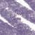 N°6 Lilac (0,3 g)